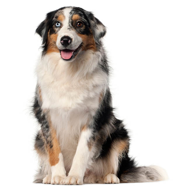 australian-shepherd-dog-1-year-old